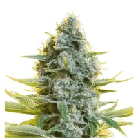 Somango Moby Dick Monkey Seeds 3 Stk.