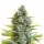 Somango Moby Dick Monkey Seeds 3 Stk.