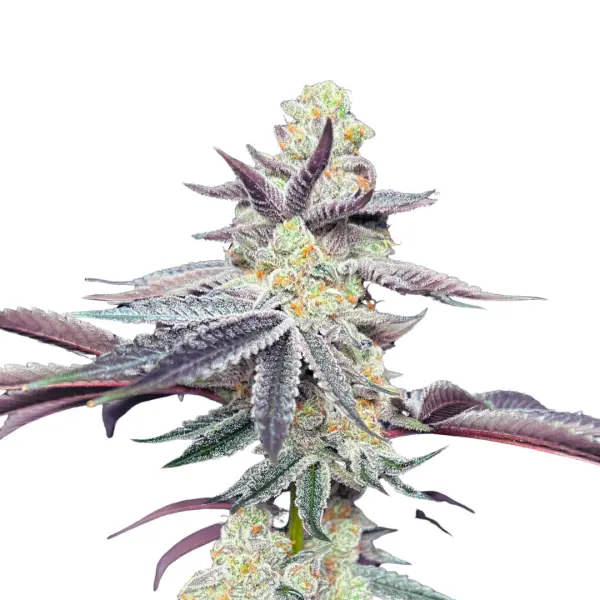 Apple Fritter Monkey Seeds 3 Stk.