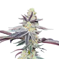 Apple Fritter Monkey Seeds 3 Stk.
