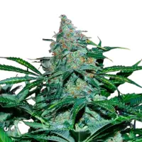 Wild Thailand Monkey Seeds 3 Stk.