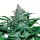 Wild Thailand Monkey Seeds 3 Stk.