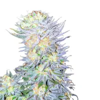Alaskan Thunderf**k Monkey Seeds 3 Stk.