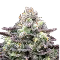 Berry Pie Monkey Seeds 3 Stk.