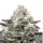 Berry Pie Monkey Seeds 3 Stk.