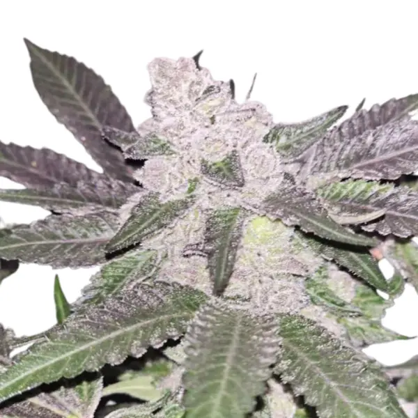 Cereal Milk Monkey Seeds 3 Stk.