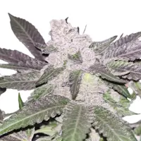 Cereal Milk Monkey Seeds 3 Stk.