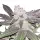 Cereal Milk Monkey Seeds 3 Stk.