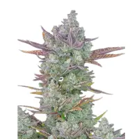 Cookies Monkey Seeds 3 Stk.