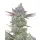 Cookies Monkey Seeds 3 Stk.