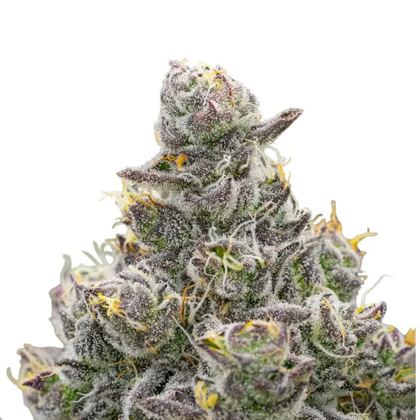 Grapes and Cream Monkey Seeds 3 Stk.