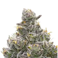 Grapes and Cream Monkey Seeds 3 Stk.