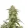 Jealousy Monkey Seeds 3 Stk. #1 #1