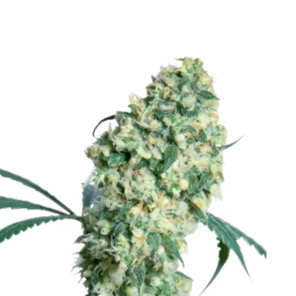 Rosenthal Monkey Seeds 3 Stk.