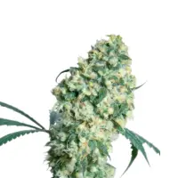 Rosenthal Monkey Seeds 3 Stk.