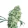 Rosenthal Monkey Seeds 3 Stk.