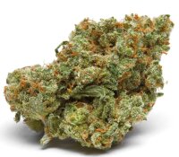 Growers Choice The Real Amnesia Auto Fem 3St.