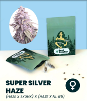 Super Silver Haze 3 Stk.