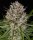 Barneys Farm Lemon Haze Auto Fem 3St.