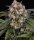 Barneys Farm OG Kush Auto Fem 3St.