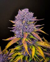 Fast Buds Purple Lemonade Auto Fem 3St.