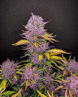 Fast Buds Purple Lemonade Auto Fem 3St.