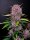 Fast Buds Purple Lemonade Auto Fem 3St.