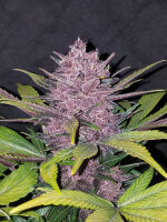 Fast Buds Blackberry Auto Fem 3St.