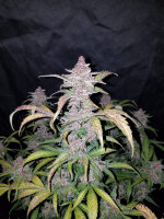 Fast Buds Blackberry Auto Fem 3St.