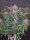 Fast Buds Blackberry Auto Fem 3St.