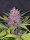 Fast Buds Blackberry Auto Fem 3St.