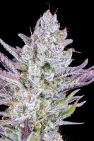 Fast Buds Wedding Glue Auto Fem 3St.