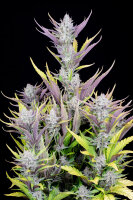 Fast Buds Wedding Glue Auto Fem 3St.