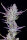 Fast Buds Wedding Glue Auto Fem 3St.
