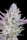 Fast Buds Wedding Glue Auto Fem 3St.