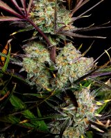 Fast Buds Apple Strudel Auto Fem 3St.