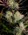 Fast Buds Apple Strudel Auto Fem 3St.