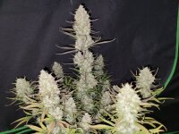 Fast Buds Tropicana Cookies Auto Fem 3St.