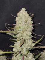 Fast Buds Tropicana Cookies Auto Fem 3St.