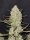 Fast Buds Tropicana Cookies Auto Fem 3St.