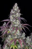 Fast Buds Lemon Pie Auto Fem 3St.