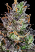 Fast Buds Lemon Pie Auto Fem 3St.