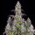 Fast Buds Lemon Pie Auto Fem 3St.