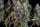 Fast Buds Lemon Pie Auto Fem 3St.