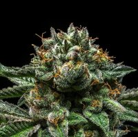 Ripper Seeds Chempie Fem 3St.