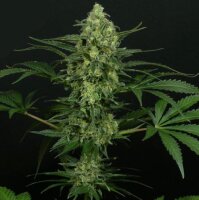 Ripper Seeds Criminal + Fem 3St.