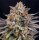 Ripper Seeds Candygaz Fem 3St.