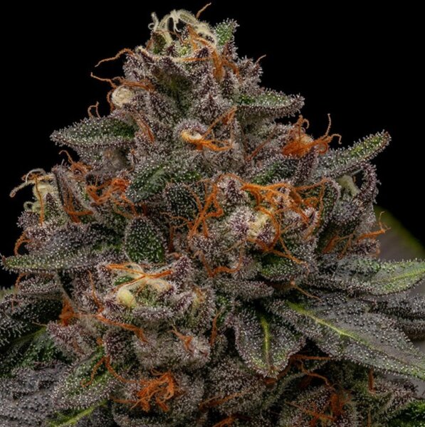 Ripper Seeds KMINTZ Fem 3St.