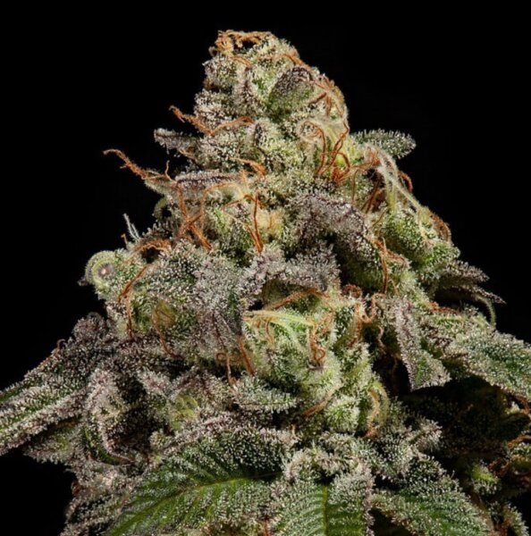 Ripper Seeds OMG Fem 3St.