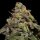 Ripper Seeds OMG Fem 3St.